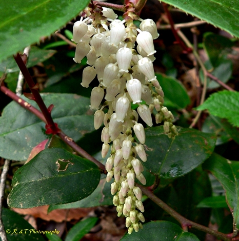 {Leucothoe fontanesiana}